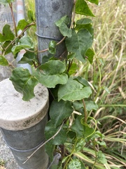 Anredera cordifolia