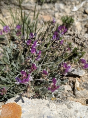 Astragalus spatulatus