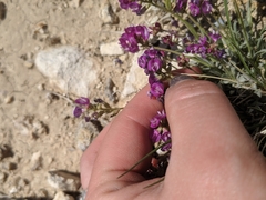 Astragalus spatulatus