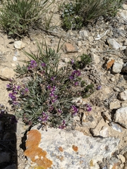 Astragalus spatulatus