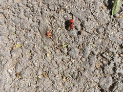 Dasymutilla erythrina