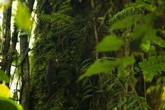 Sundasciurus robinsoni