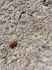 Dasymutilla erythrina