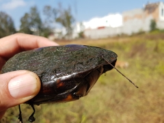 Kinosternon hirtipes