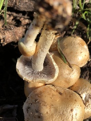 Leratiomyces riparius