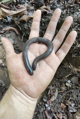 Dermophis mexicanus