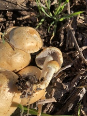 Leratiomyces riparius