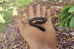 Dermophis mexicanus