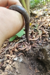 Dermophis mexicanus