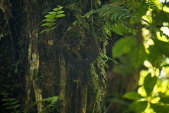 Sundasciurus robinsoni