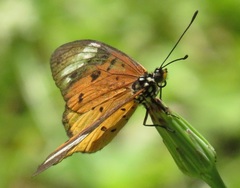 Acraea encedon encedon