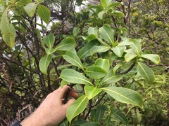 Psychotria mariniana
