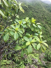 Psychotria mariniana