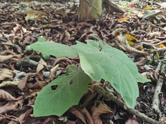 Solanum hirtum