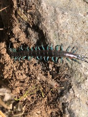 Scolopendra laeta