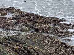Calidris virgata