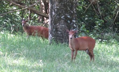 Cephalophorus natalensis natalensis
