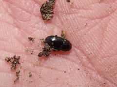 Glischrochilus siepmanni