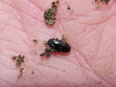 Glischrochilus siepmanni