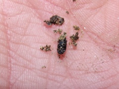 Glischrochilus siepmanni