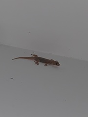 Gehyra mutilata