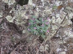 Boechera breweri shastaensis