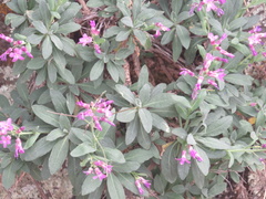 Boechera breweri shastaensis