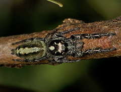 Sandalodes bipenicillatus