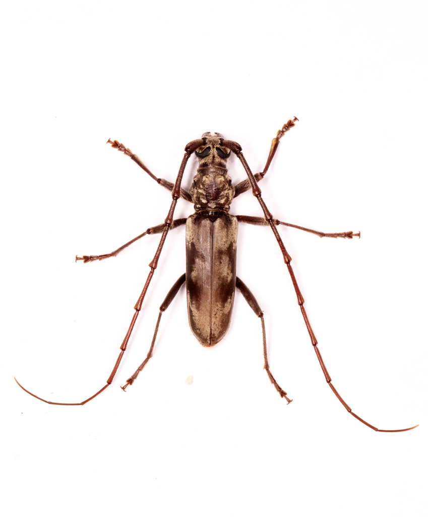 Trichoderolus