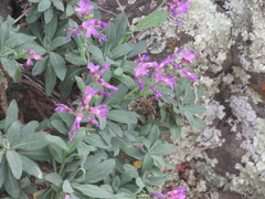 Boechera breweri shastaensis