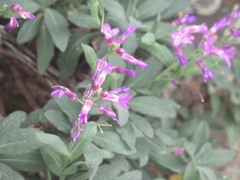 Boechera breweri shastaensis