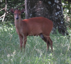 Cephalophorus natalensis natalensis