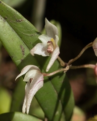 Bulbophyllum mysorense