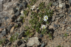 Stellaria martjanovii