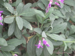 Boechera breweri shastaensis