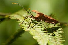 Molipteryx hardwickii