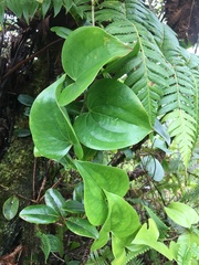 Smilax melastomifolia
