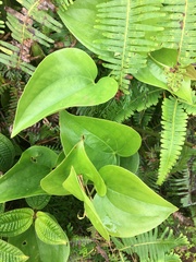 Smilax melastomifolia