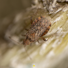 Aufeius impressicollis