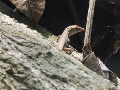 Anolis unilobatus