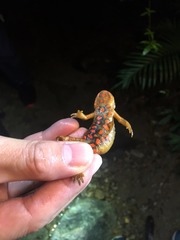 Paramesotriton hongkongensis
