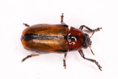 Peploptera