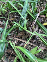 Chlorophytum comosum