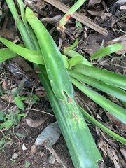 Chlorophytum comosum