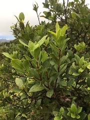 Wikstroemia oahuensis