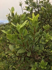 Wikstroemia oahuensis