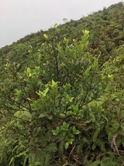 Wikstroemia oahuensis