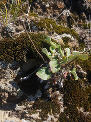 Eriogonum nudum nudum