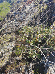 Eriogonum nudum nudum
