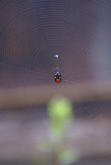 Micrathena glyptogonoides